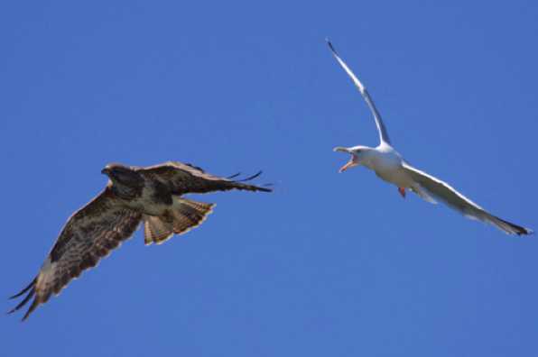 09 July 2022 - 14-51-56
And what was happening in the air? Those buzzards do annoy. On this run it was upsetting some gulls and some crows.
-------------
Buzzard rules the air over Dartmouth